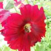 Hollyhock, Pastels (Alcea rosea), packet of 20 seeds, organic - Image 3