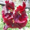 Hollyhock, Pastels (Alcea rosea), packet of 20 seeds, organic - Image 4