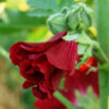 Hollyhock, Pastels (Alcea rosea), packet of 20 seeds, organic - Image 5