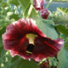 Hollyhock, Pastels (Alcea rosea), packet of 20 seeds, organic - Image 6
