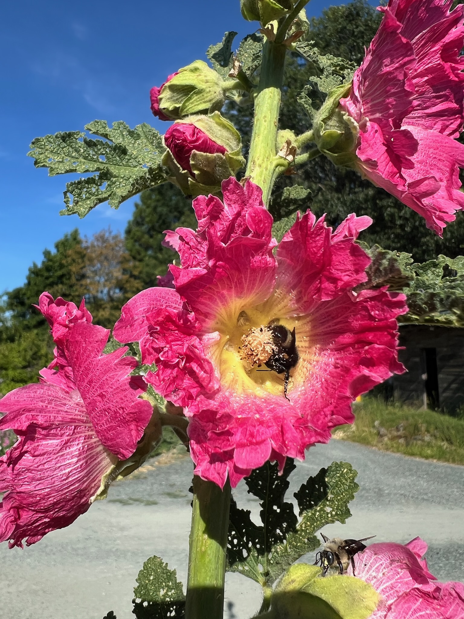 Hollyhock, Pastels (Alcea rosea), packet of 20 seeds, organic
