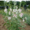 Hollyhock, Pastels (Alcea rosea), packet of 20 seeds, organic