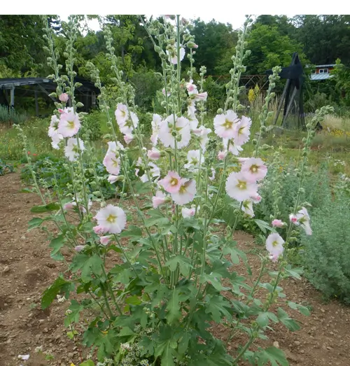 Hollyhock, Pastels (Alcea rosea), packet of 20 seeds, organic - Image 7