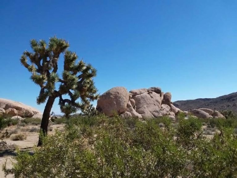 Joshua Tree