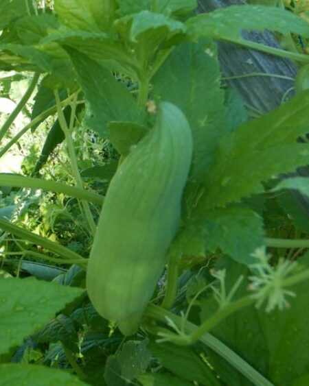 Achocha (Cyclanthera pedata var pedata), packet of 5 seeds, organic