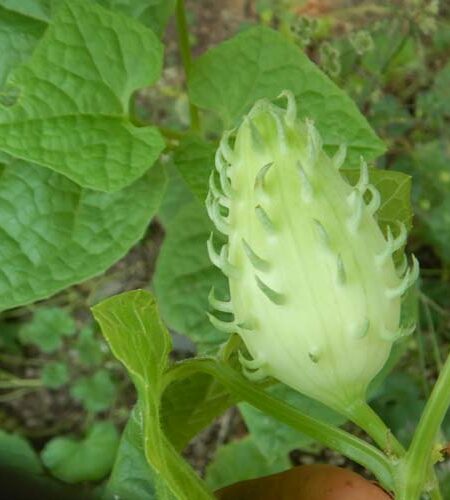Achochilla (Cyclanthera brachybotrys), packet of 5 seeds, organic