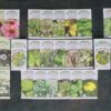 Glorious Garden, 48 full color medicinal herb seed packets, organic - Image 3