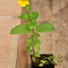 Monkeyflower, Seep Spring (Mimulus guttatus) potted plant, organic