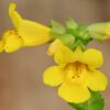 Monkeyflower, Seep Spring (Mimulus guttatus) potted plant, organic - Image 2
