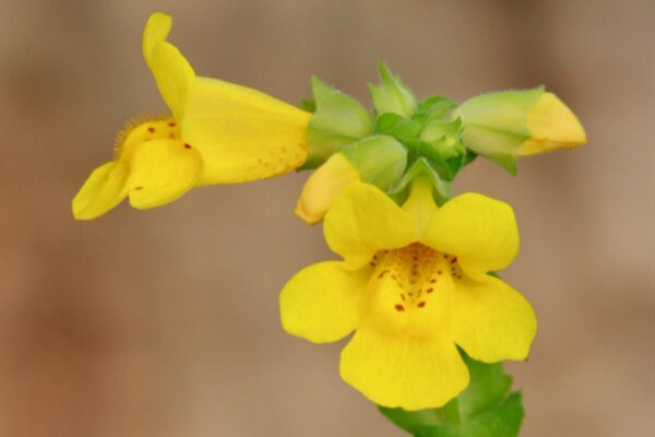 Monkeyflower, Seep Spring (Mimulus guttatus) potted plant, organic - Image 2