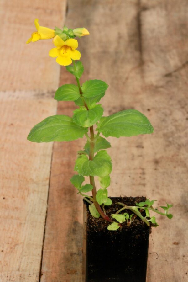 Monkeyflower, Seep Spring (Mimulus guttatus) potted plant, organic