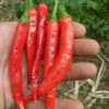Pepper, African Cayenne (Capsicum frutescens), Packet of 20 Seeds, Organic