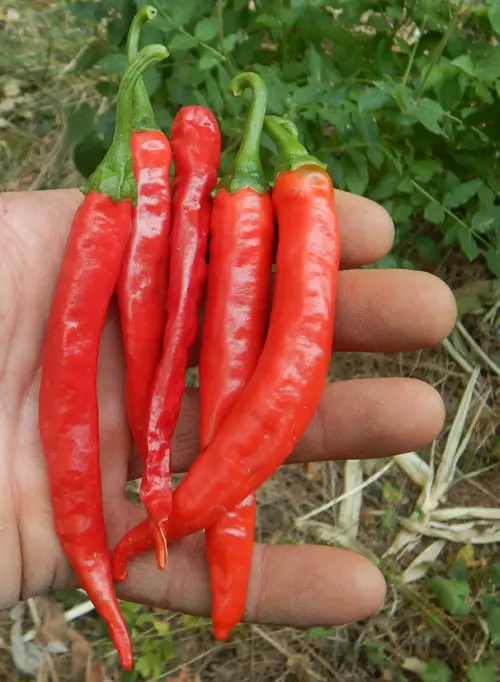 Pepper Seed Set (6 packets): Big Jim, Aji Colorado, Aleppo, Official Cayenne, Criolla Sella and Romanian Sweet, all organic - Image 3