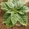 Mandrake, Turkmenian (Mandragora turcomanica), packet of 5 dried seeds, organic - Image 3