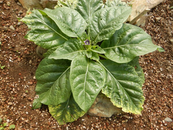 Mandrake, Turkmenian (Mandragora turcomanica), potted plant, organic - Image 3