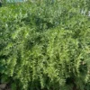 Goji, Red (Lycium barbarum), packet of 50 seeds, organic - Image 6