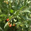 Goji, Red (Lycium barbarum), packet of 50 seeds, organic - Image 5