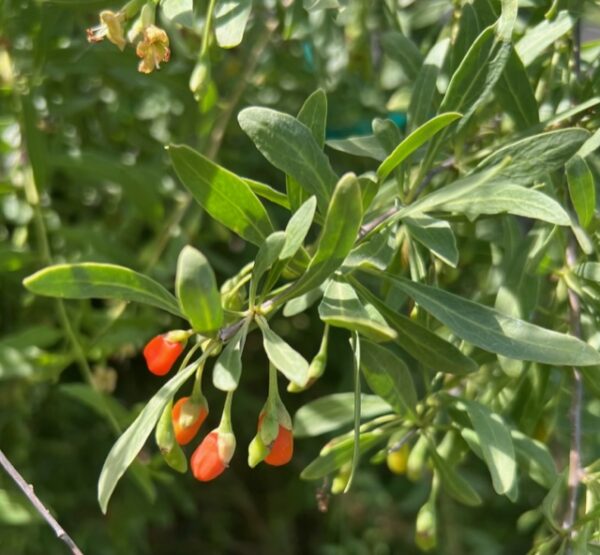 Goji, Red (Lycium barbarum), potted plant, organic - Image 3