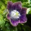 Mandrake, Turkmenian (Mandragora turcomanica), packet of 5 dried seeds, organic