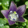 Mandrake, Turkmenian (Mandragora turcomanica), packet of 5 dried seeds, organic - Image 2