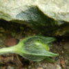 Mandrake, Turkmenian (Mandragora turcomanica), packet of 5 dried seeds, organic - Image 7