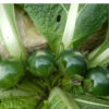 Mandrake, Turkmenian (Mandragora turcomanica), packet of 5 dried seeds, organic - Image 11