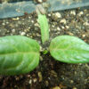 Mandrake, Turkmenian (Mandragora turcomanica), packet of 5 dried seeds, organic - Image 6