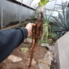Mandrake, Turkmenian (Mandragora turcomanica), packet of 5 dried seeds, organic - Image 5