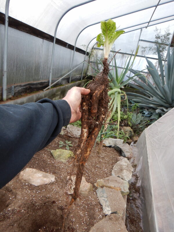 Mandrake, Turkmenian (Mandragora turcomanica), potted plant, organic - Image 5