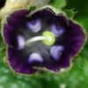 Mandrake, Turkmenian (Mandragora turcomanica), packet of 5 dried seeds, organic - Image 4