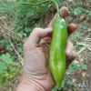 Pepper, Aji Amarillo (Capsicum baccatum), potted plant, organic - Image 4
