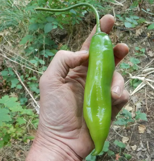 Pepper, Aji Amarillo (Capsicum baccatum), packet of 20 seeds, organic - Image 4