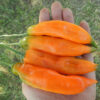 Pepper, Aji Amarillo (Capsicum baccatum), packet of 20 seeds, organic
