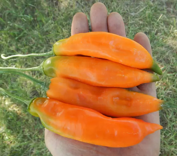 Pepper, Aji Amarillo (Capsicum baccatum), packet of 20 seeds, organic