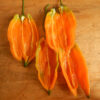 Pepper, Aji Amarillo (Capsicum baccatum), packet of 20 seeds, organic - Image 5
