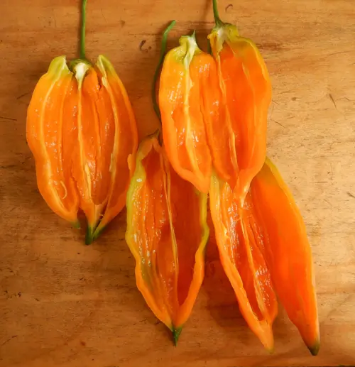 Pepper, Aji Amarillo (Capsicum baccatum), packet of 20 seeds, organic - Image 5