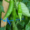 Pepper, Aji Amarillo (Capsicum baccatum), potted plant, organic - Image 2