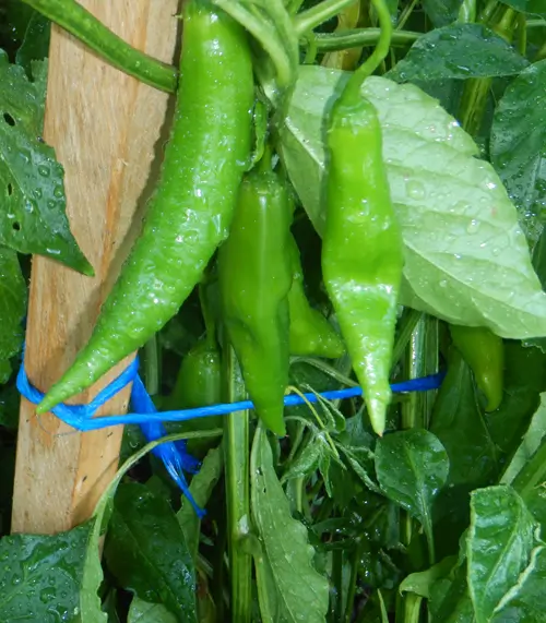 Pepper, Aji Amarillo (Capsicum baccatum), packet of 20 seeds, organic - Image 2
