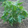 Pepper, Aji Amarillo (Capsicum baccatum), potted plant, organic - Image 3