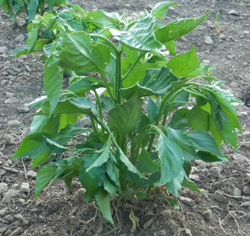 Pepper, Aji Amarillo (Capsicum baccatum), packet of 20 seeds, organic - Image 3