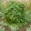 Bean, Shinshu Runner (Phaseolus coccineus), packet of 3 seeds, organic - Image 2
