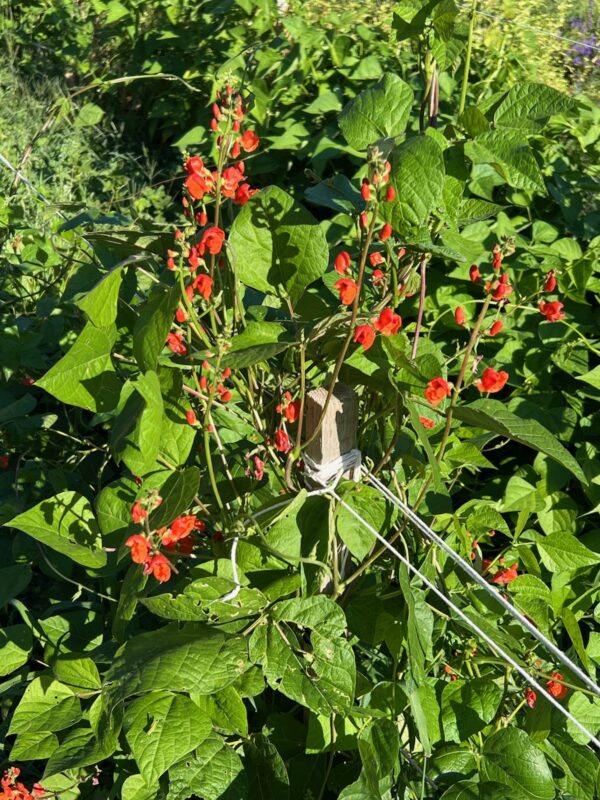 Bean, Shinshu Runner (Phaseolus coccineus), packet of 3 seeds, organic - Image 6