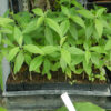 Sida acuta potted plant, organic