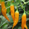 Pepper, Aji Amarillo (Capsicum baccatum), potted plant, organic