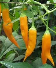 Pepper, Aji Amarillo (Capsicum baccatum), packet of 20 seeds, organic - Image 6
