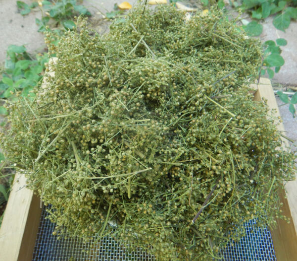 Artemisia annua, Dried Flowering Herb, 50 g bag, organic