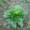 Plantain, Broadleaf (Plantago major) potted plant, organic