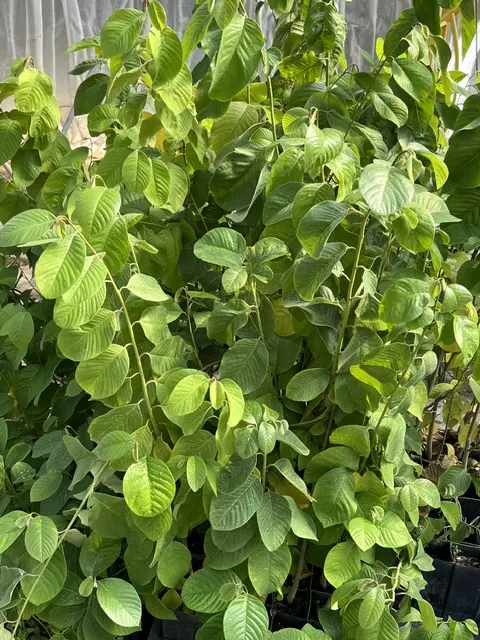 Cherimoya (Annona cherimola), tree in a 9” inch deep pot, organic