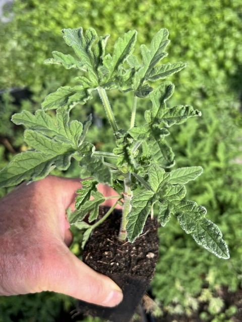 Geranium, Scented "Rober's Lemon Rose" (Pelargonium graveolens) potted plant, organic
