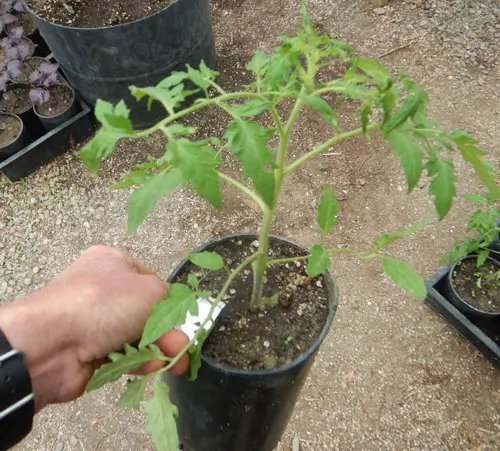 Tomato, Speckled Roman Paste (Lycopersicon esculentum), packet of 20 seeds, organic - Image 2